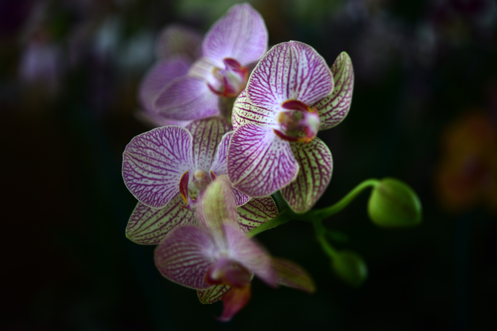 Festival Internacional de la Orquídea 2026 en Coatepec fechas y sede