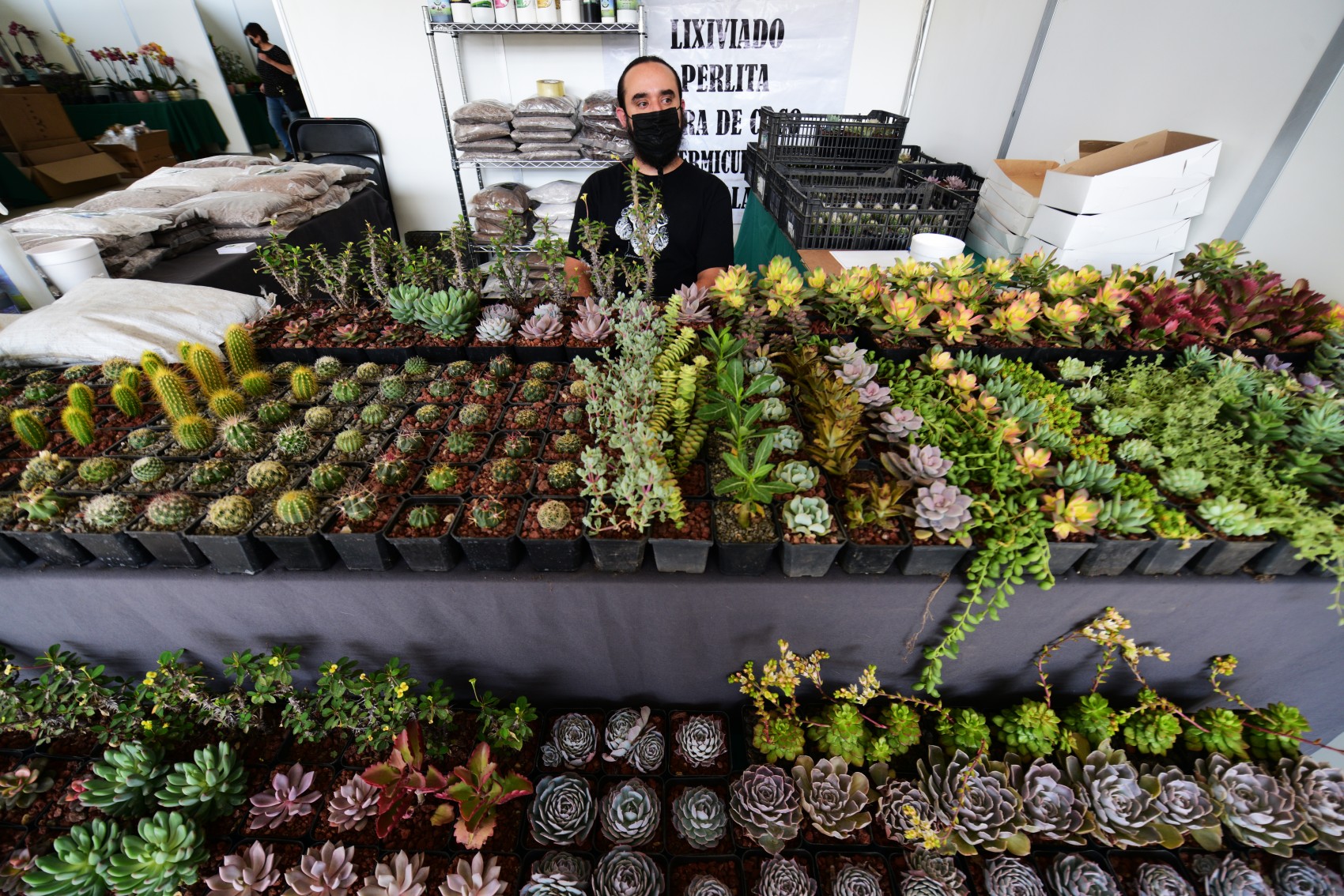 Con festival buscan posicionar a Coatepec como productor de orquidea