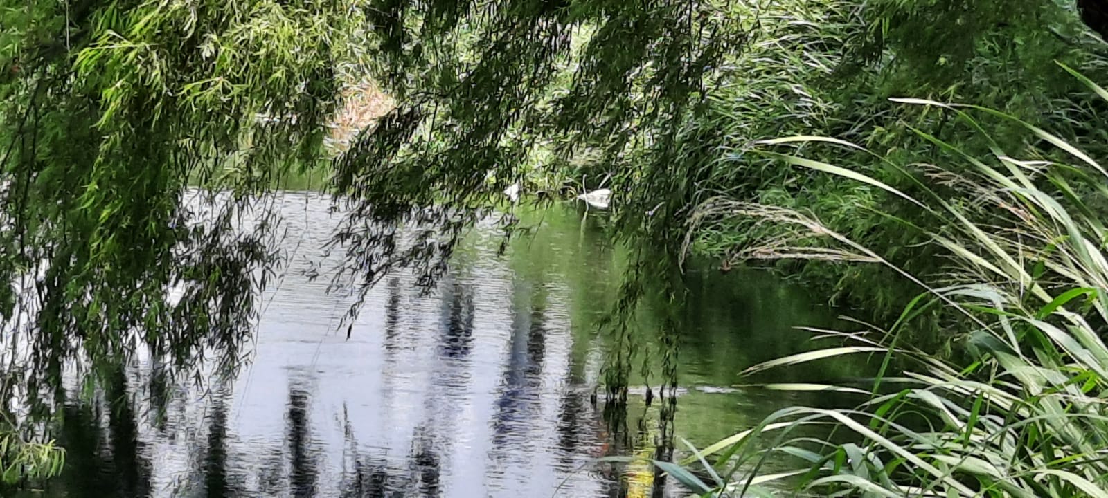 Grupo MAS rechaza responsabilidad en mortandad de peces en la laguna Geo Villas Los Pinos