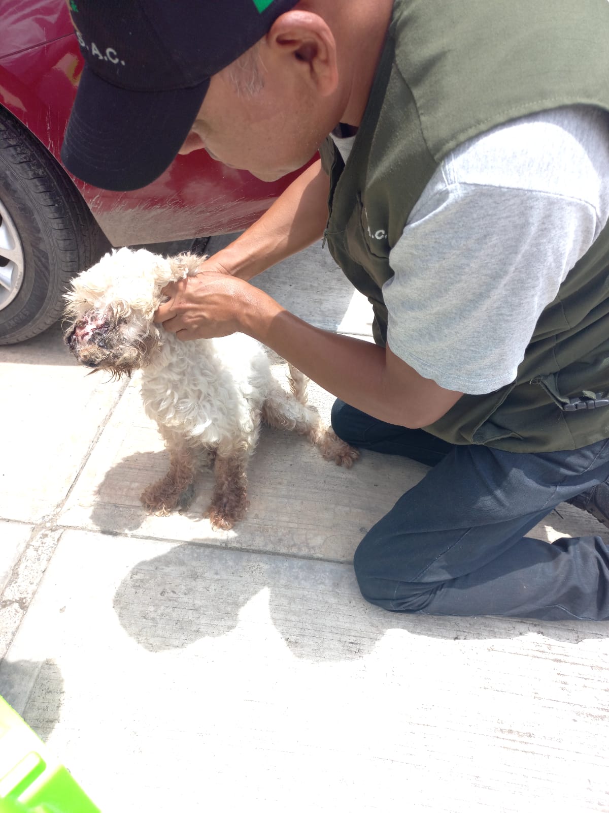 Abandonan a perro con cáncer en fraccionamiento de Veracruz puerto