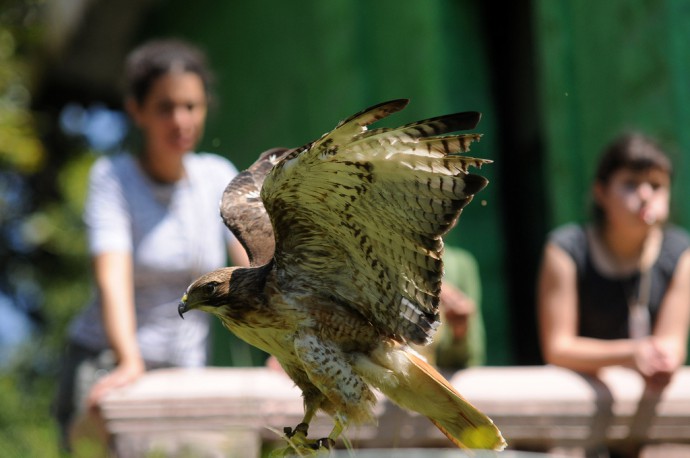 Urgente recuperar el Museo de la Fauna del Cerro de Macuiltépetl