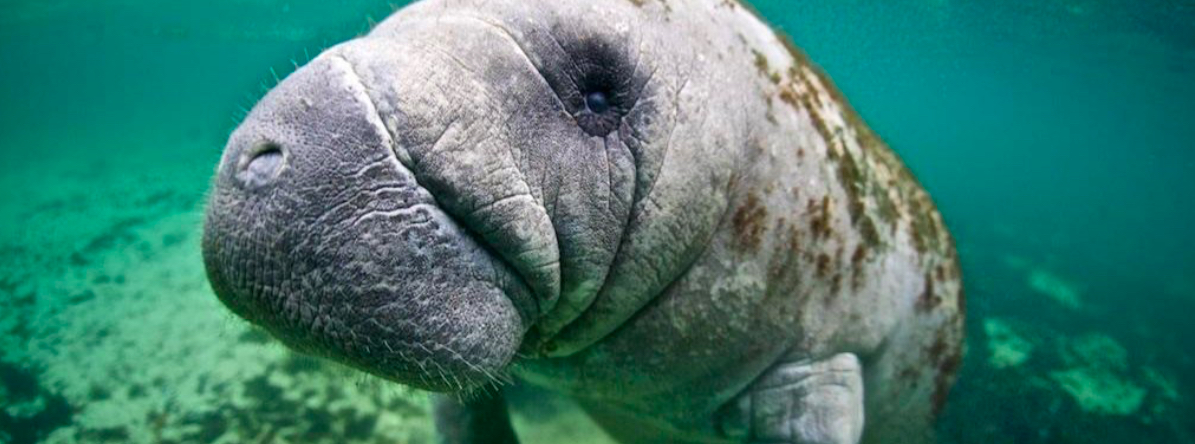 Aumenta la población de manatíes en la laguna de Alvarado: Pescador
