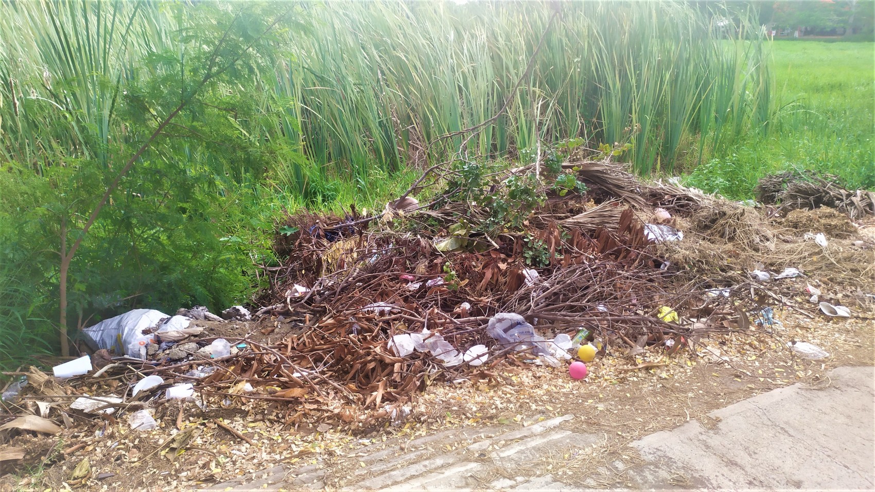 Laguna Lagartos de Veracruz: Desinterés gubernamental pone en riesgo su rescate