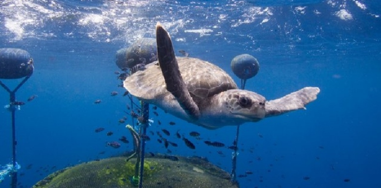 Encuentran en playas veracruzanas más de 4 mil residuos de plástico: Greenpeace