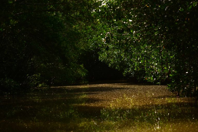 AMLO ordena investigar ecocidio en el archipiélago  de lagunas interdunarias Veracruz-La Antigua