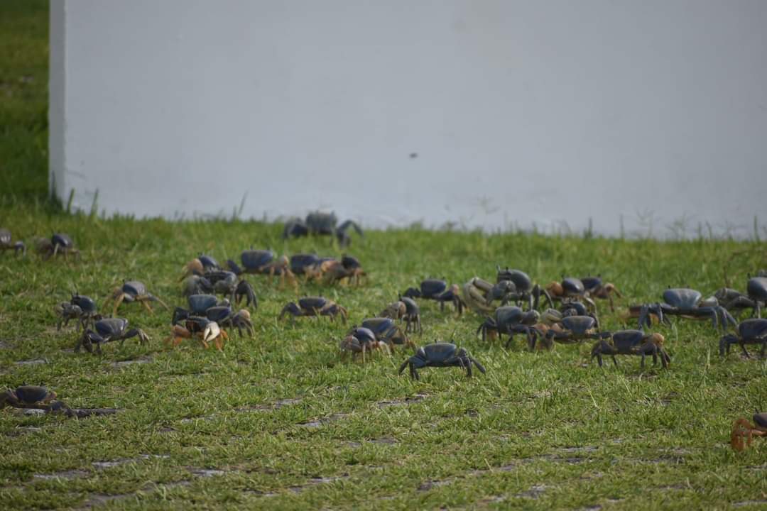 Rescatan de morir aplastados a 3 mil cangrejos en Punta Tiburón; los llevan al manglar de Mandinga