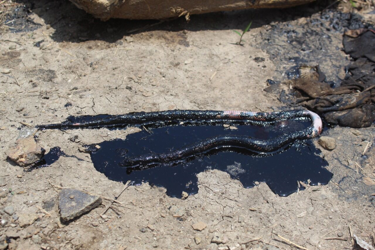 Pemex pretende ocultar ecocidio en Papantla: PAN