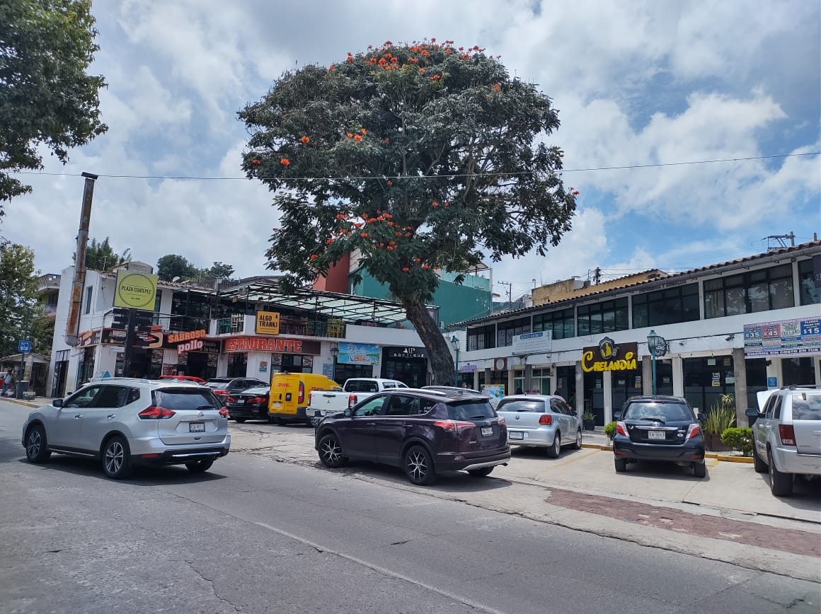 Vecinos de Coatepec exigen cancelar permiso para derribar árbol sano