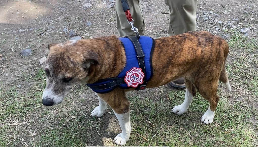bomberos de Altas Montañas adoptan perro criollo rescatado de picaduras de avispas