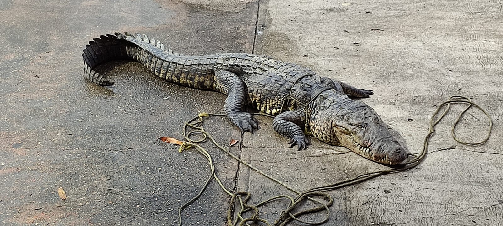 Pescadores capturan cocodrilo de más de tres metro de largo y 100 kilos en Las Barrillas