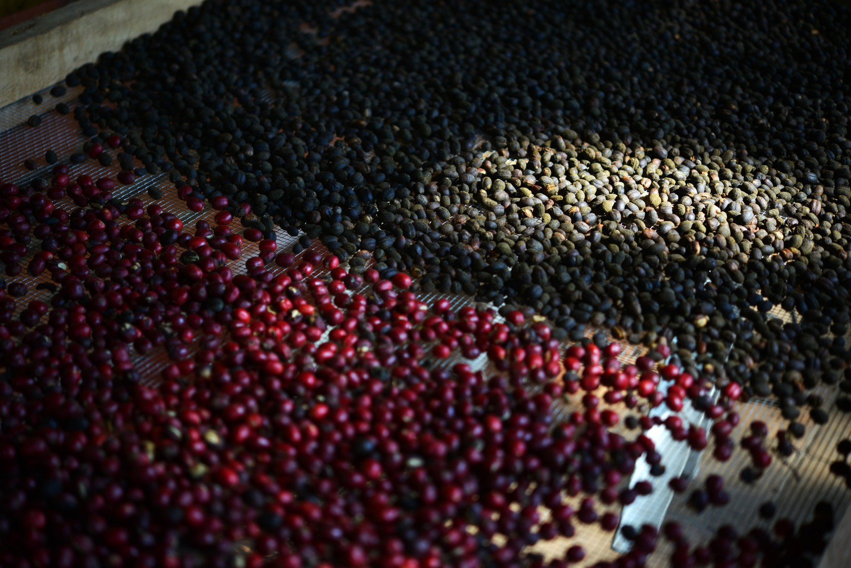 Productores de café piden frenar importaciones ante caída de precios