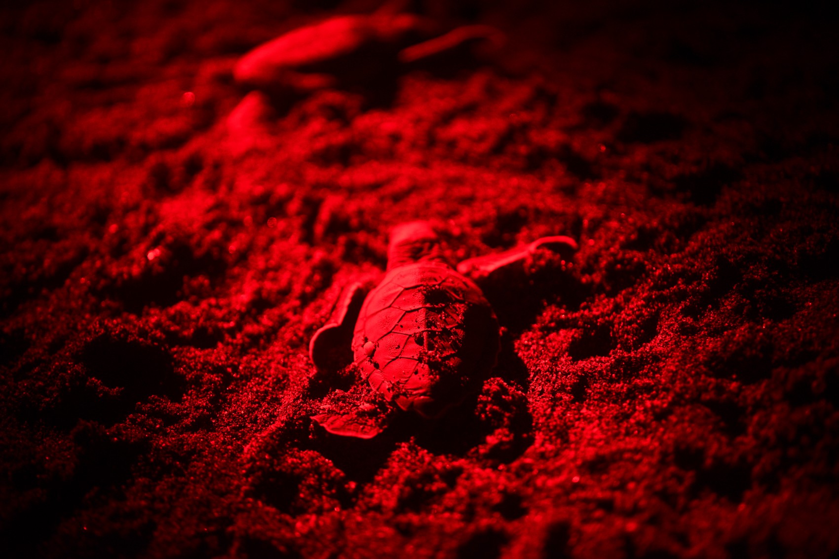 Tortugas Marinas: Cada año llegan 720 mil crías a playas de Veracruz y así se protegen