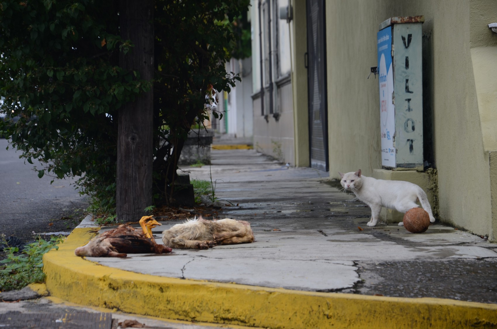 Localizan animales decapitados en aparente ritual en fraccionamiento Vistamar de Veracruz