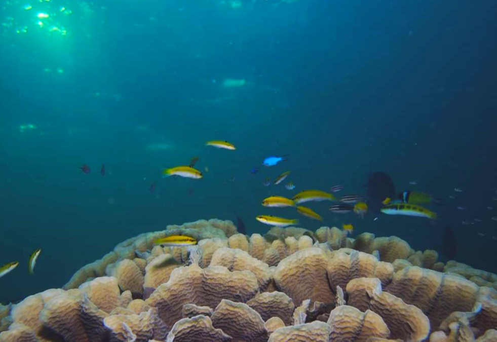 Organizaciones urgen frenar ampliación del puerto de Veracruz; alertan impactos en ecosistemas marinos