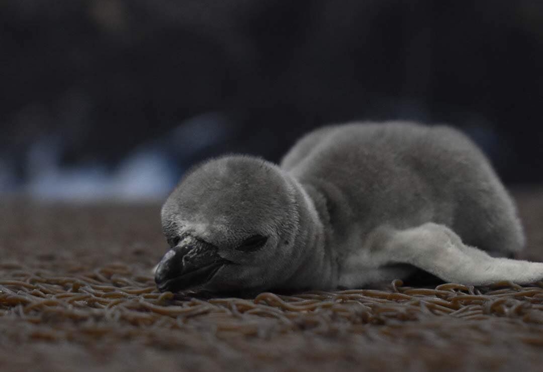 Aquarium invita a los niños a elegir nombre del pingüino recién nacido