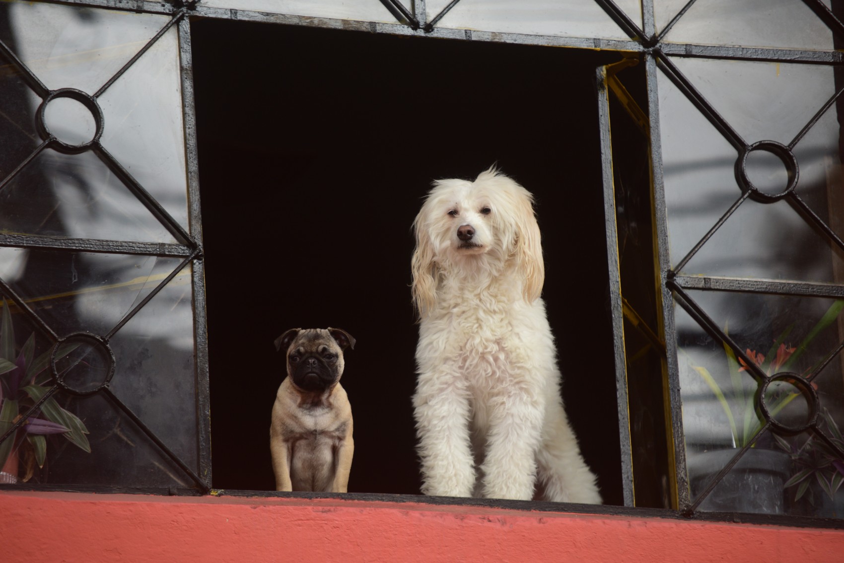 Entre ladridos y cantos, celebran la bendición de mascotas por San Francisco de Asís