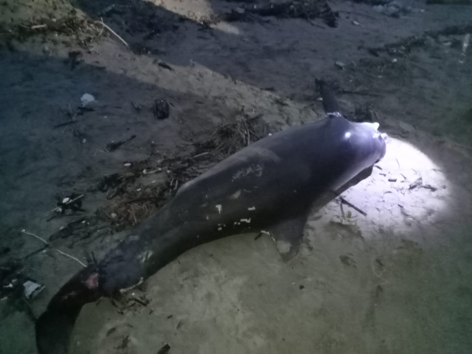 Encuentran delfín muerto en Tecolutla