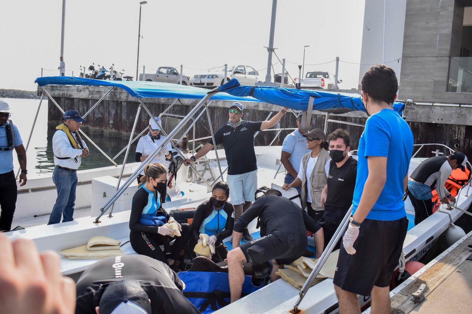 Liberan a delfín tras salvarle la vida en el Aquarium del Puerto de Veracruz