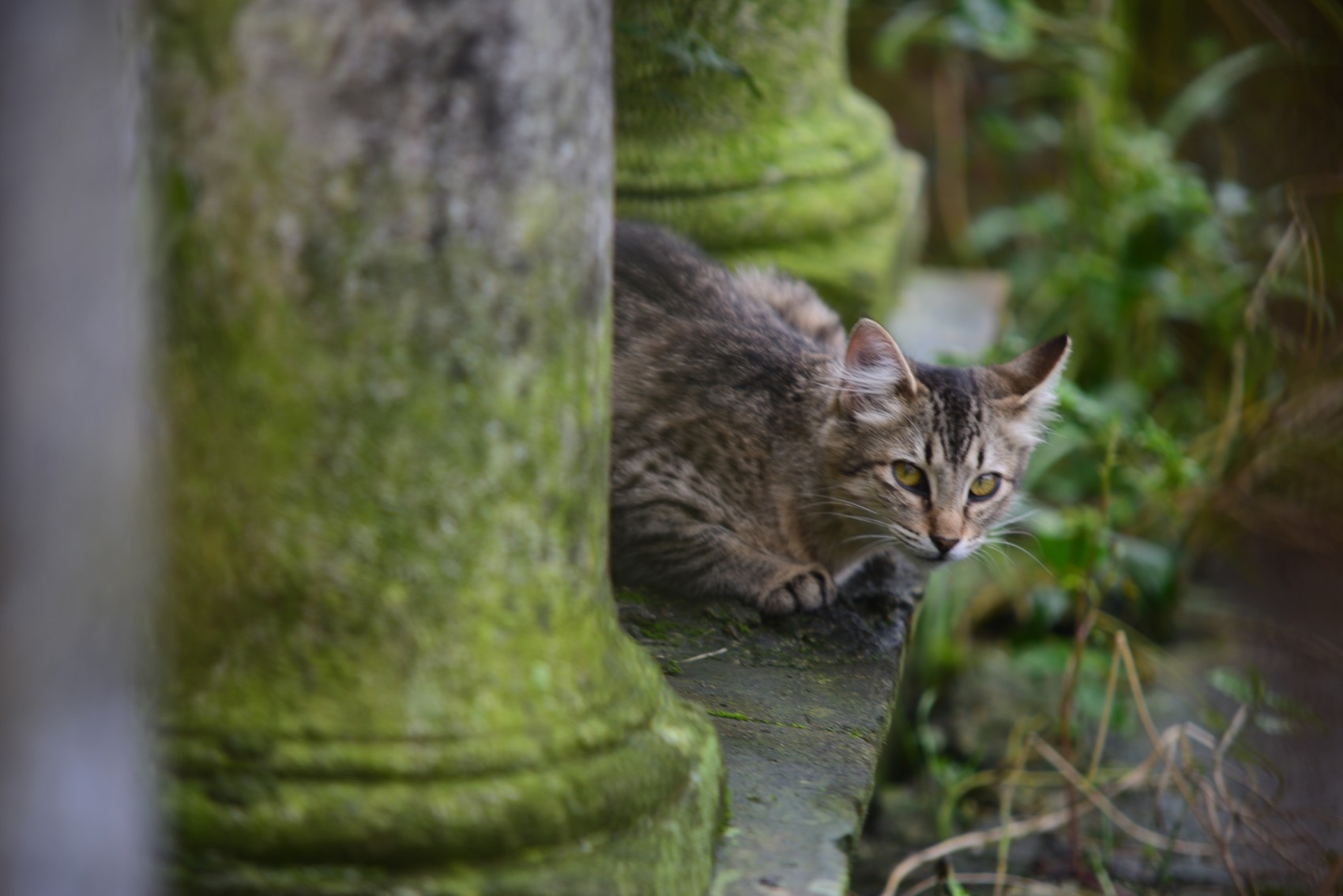 Fiscalía  se niega a investigar envenenamiento de gatos en el panteón 5 de Febrero en Xalapa
