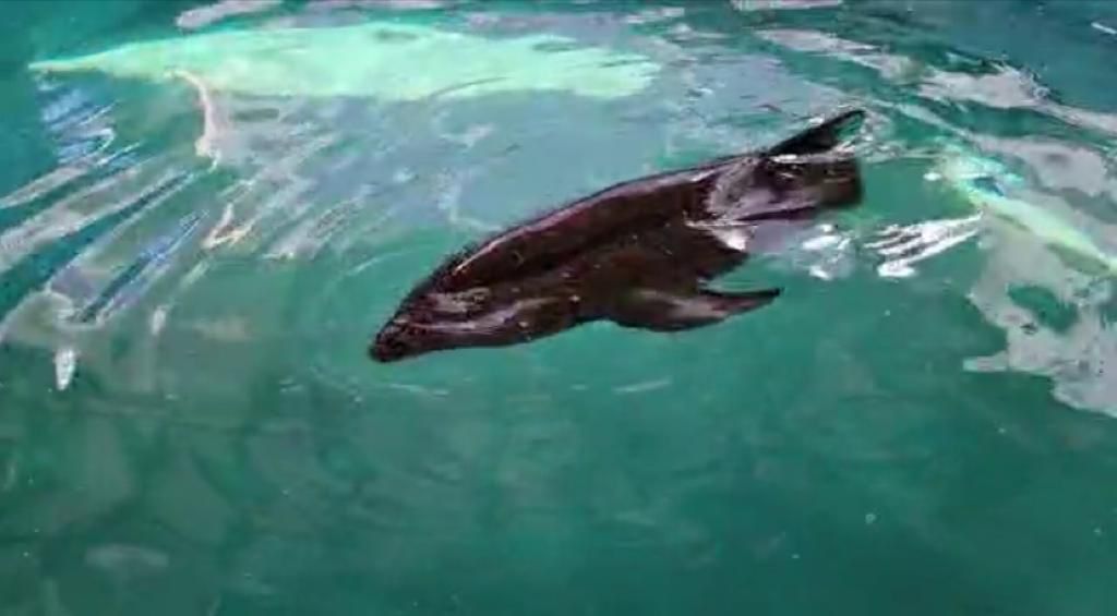 Rescata Aquarium del puerto de Veracruz nuevamente al delfín Cabeza de Melón