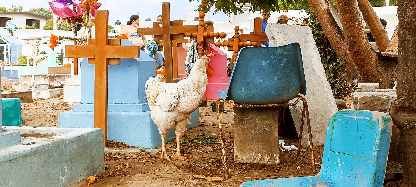Claudio, el gallo que recorre los pasillos del panteón municipal de Veracruz