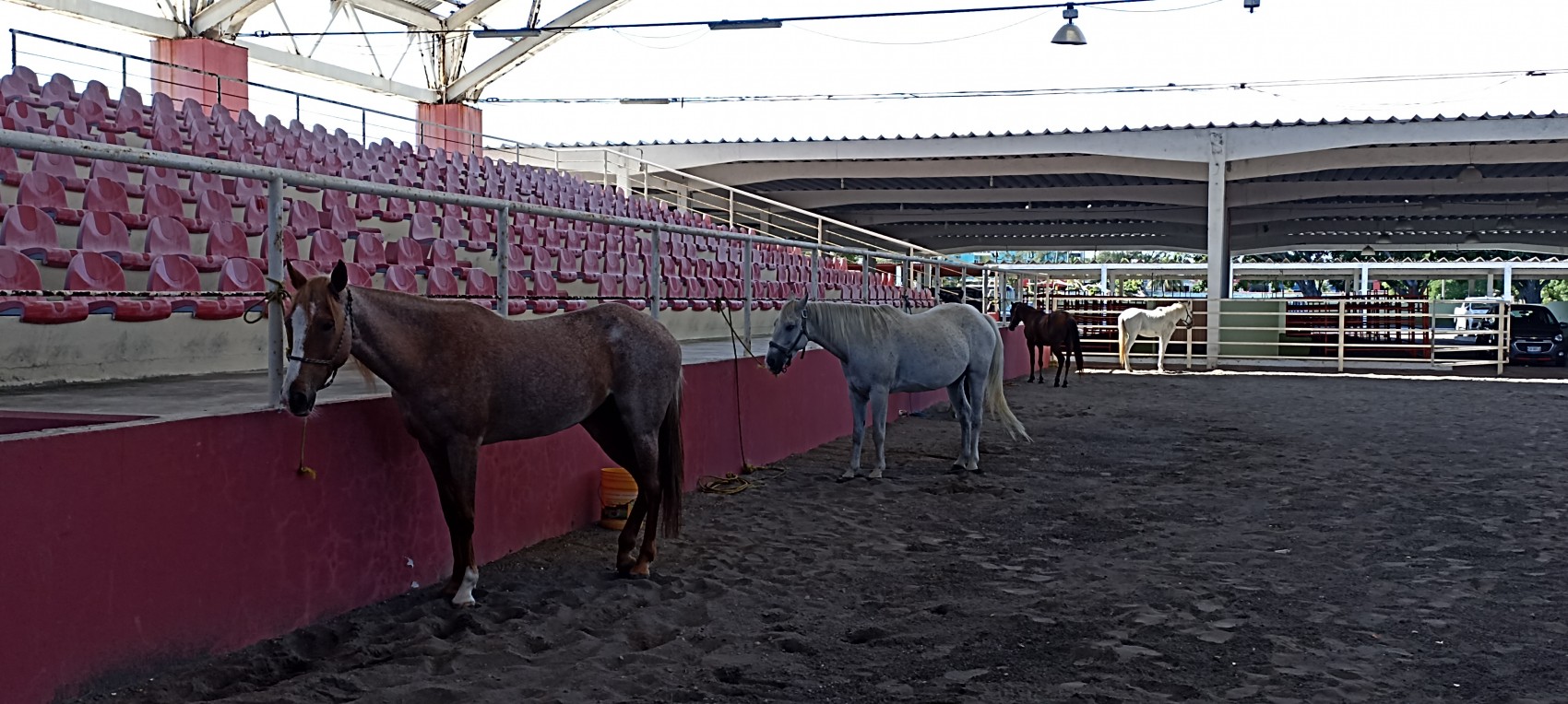 Anuncian la V Feria del Caballo a celebrarse en las instalaciones de Ylang Ylang
