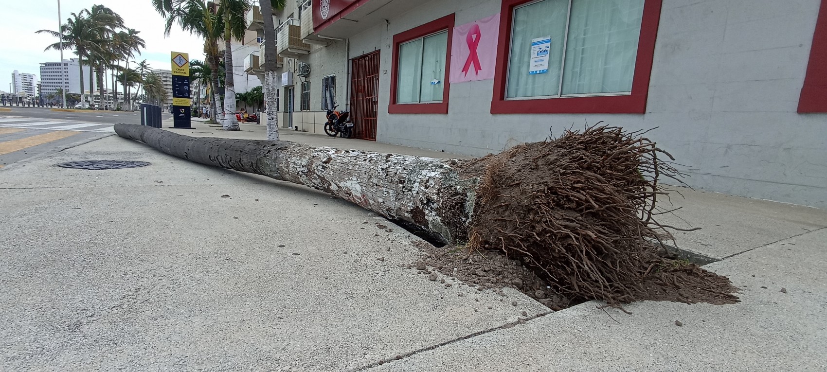 Reportan tres árboles caídos y un anuncio luminoso en Veracruz puerto