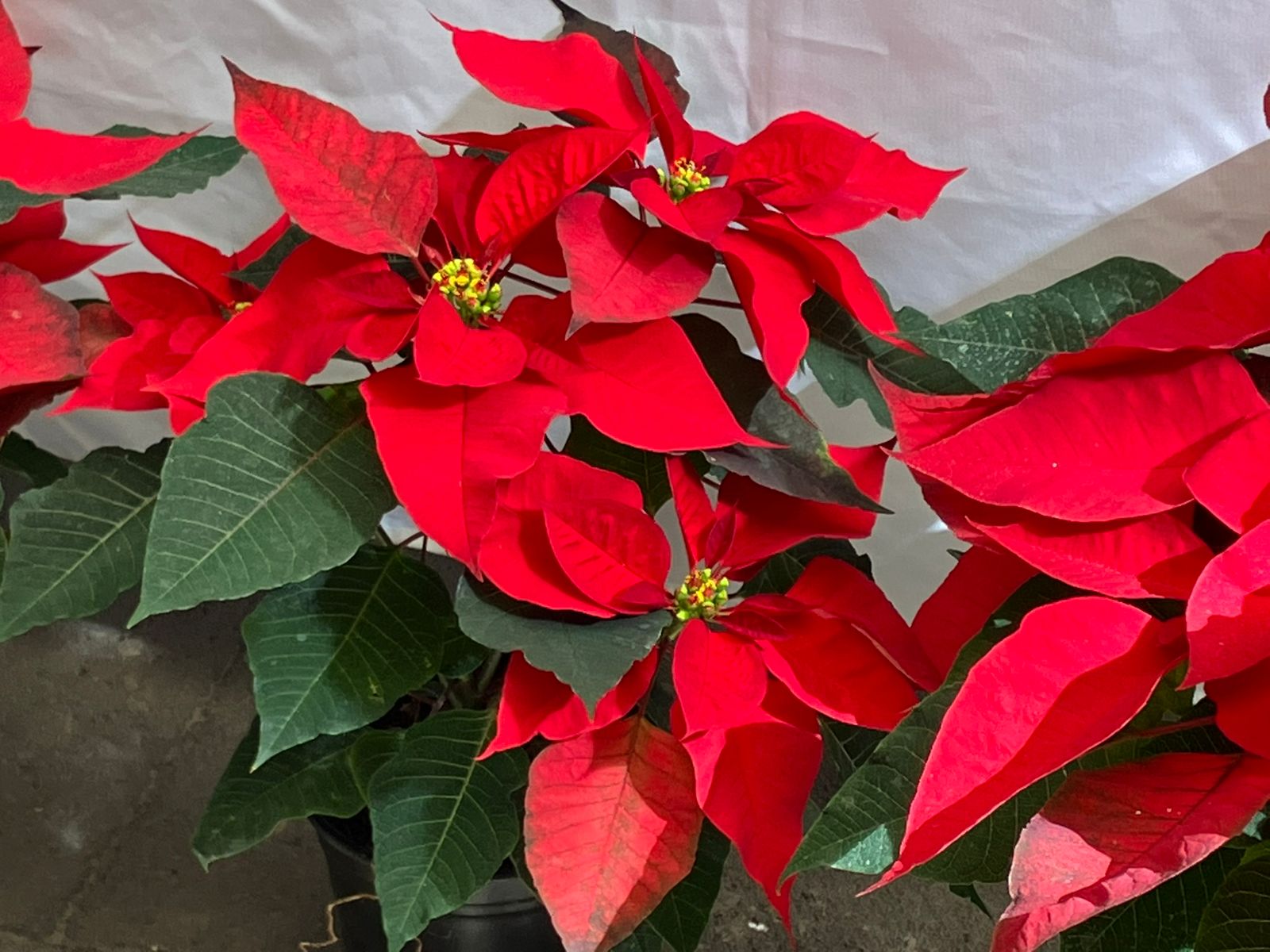 En exhibición 100 mil plantas en la Feria de la Nochebuena de La Estanzuela