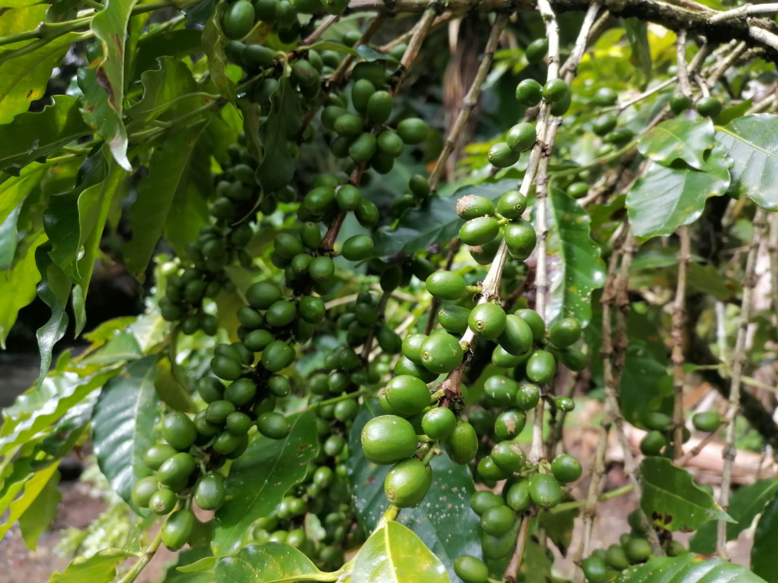 Caen precios del café pergamino, productores confían en recuperación