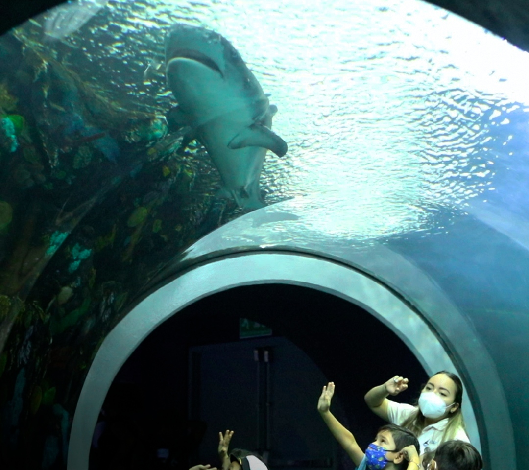PMA licita 28 mdp para el soporte de vida de las especies del Aquarium de Veracruz