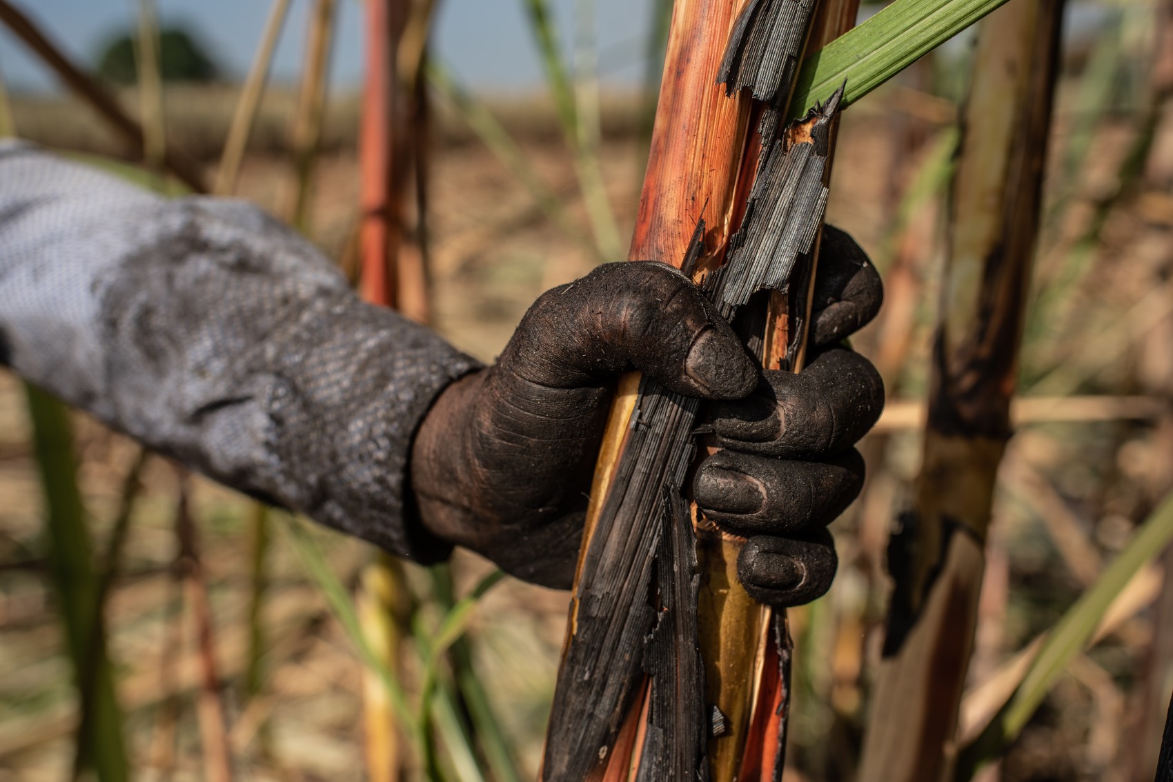 Decrece la actividad agrícola en Veracruz