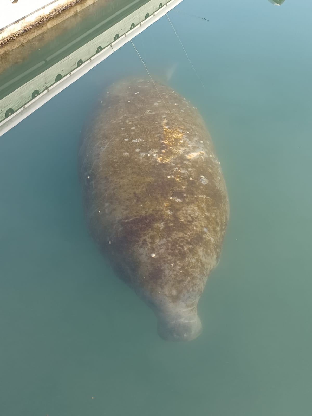 Avistan a manatí en la Marina Veramar de Veracruz puerto