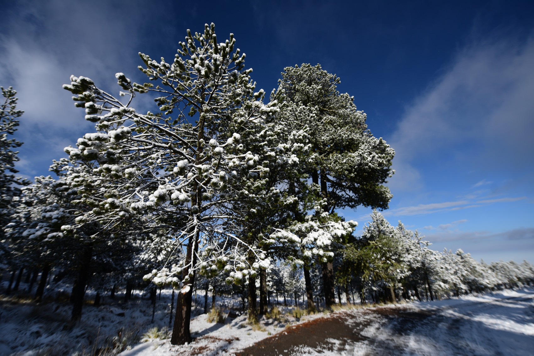 Cae nevada en el Cofre de Perote