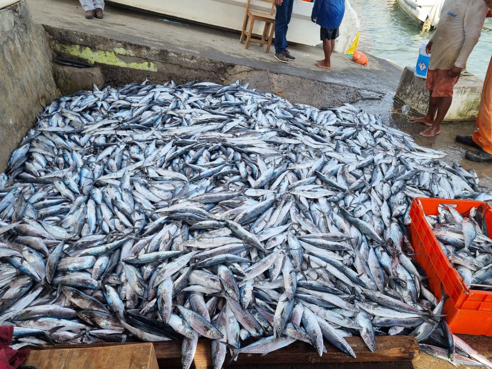 Bajan precios del pescado en Semana Santa y anuncian Festival del Pescador en Veracruz