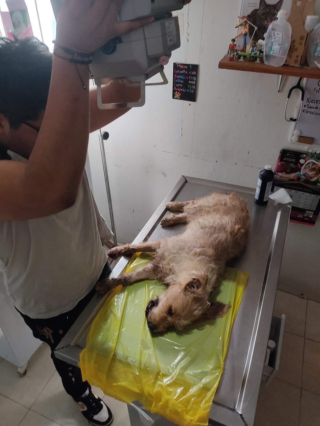 Cohete le explota a perrita criolla, organizan rifa para la reconstrucción de su mandíbula