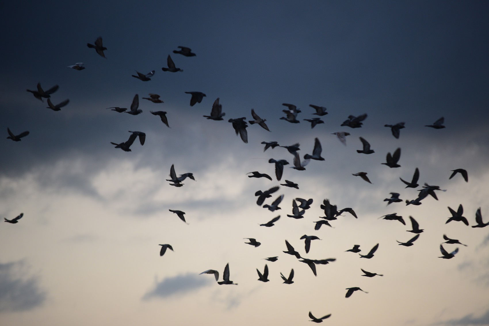Veracruz, ruta clave para millones de aves migratorias