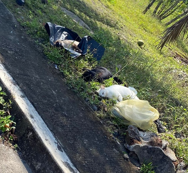 Envenenan a más de 10 gatos y 2 mapaches en Nautla