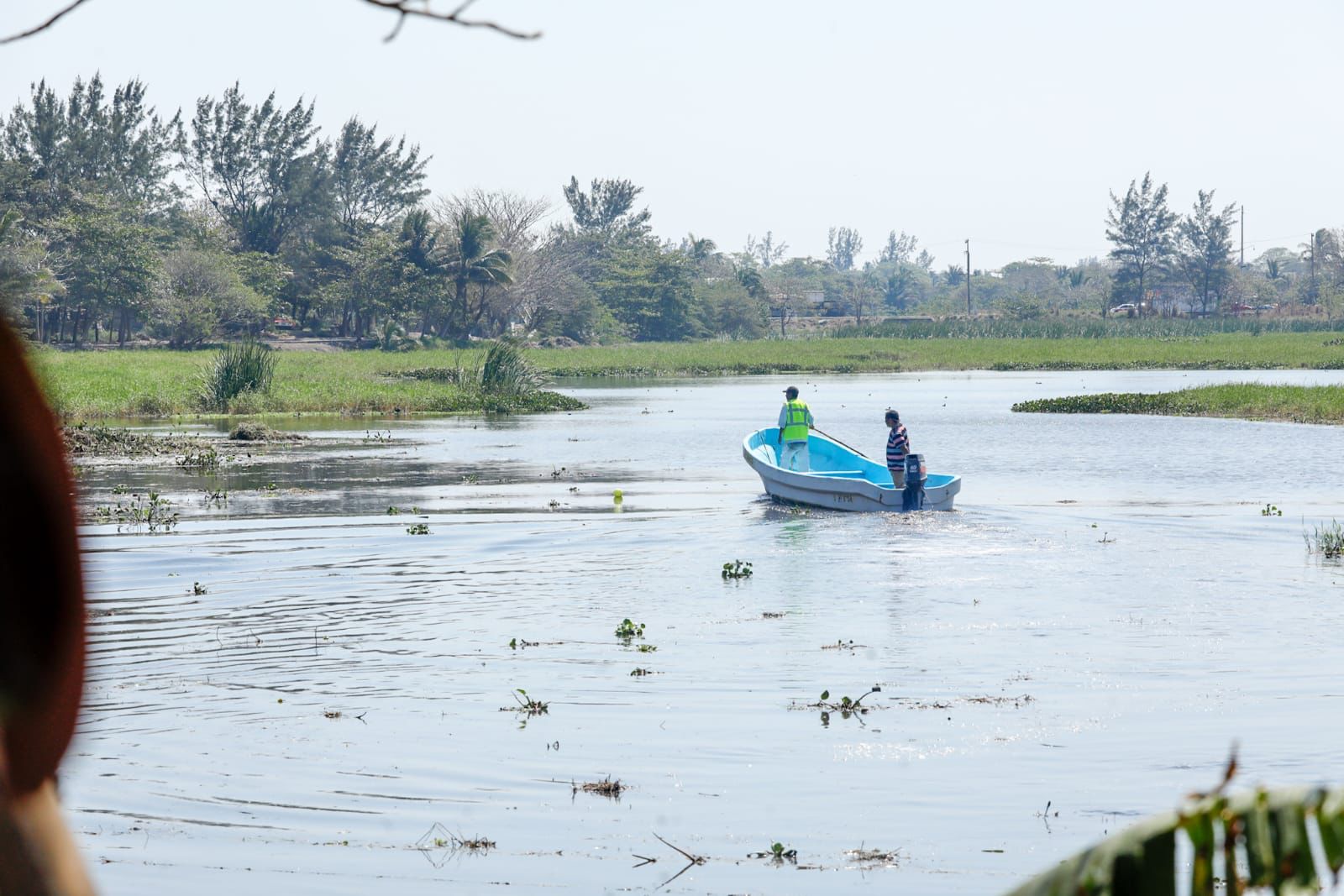 Veracruz, con la mayor pérdida de ecosistemas originales a nivel nacional: Femcobi