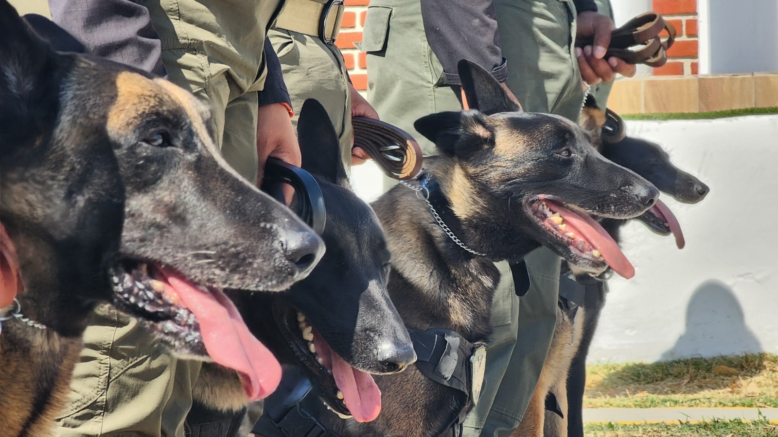 Se retiran con honores 8 elementos caninos de Fuerza Civil de Veracruz