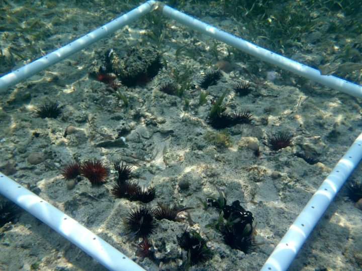 D�a internacional de los arrecifes de coral
