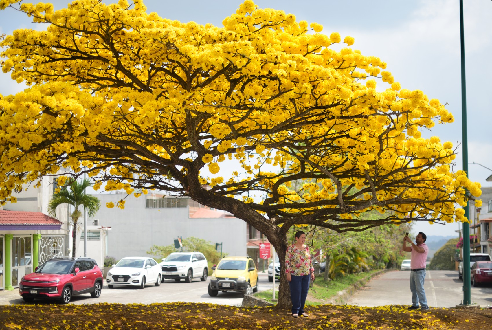 Árbol de guayacán, nuevo atractivo turístico de Xalapa