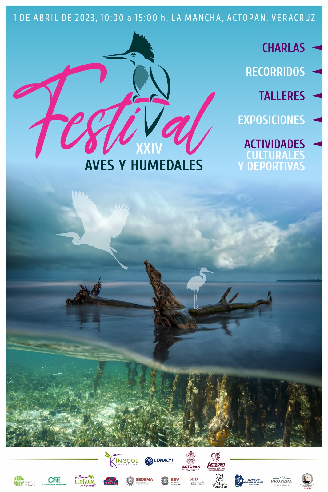 Este sábado XXIV Festival de Aves y Humedales en La Mancha