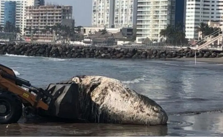 Ballena muerta aparece en playas de Boca del Río