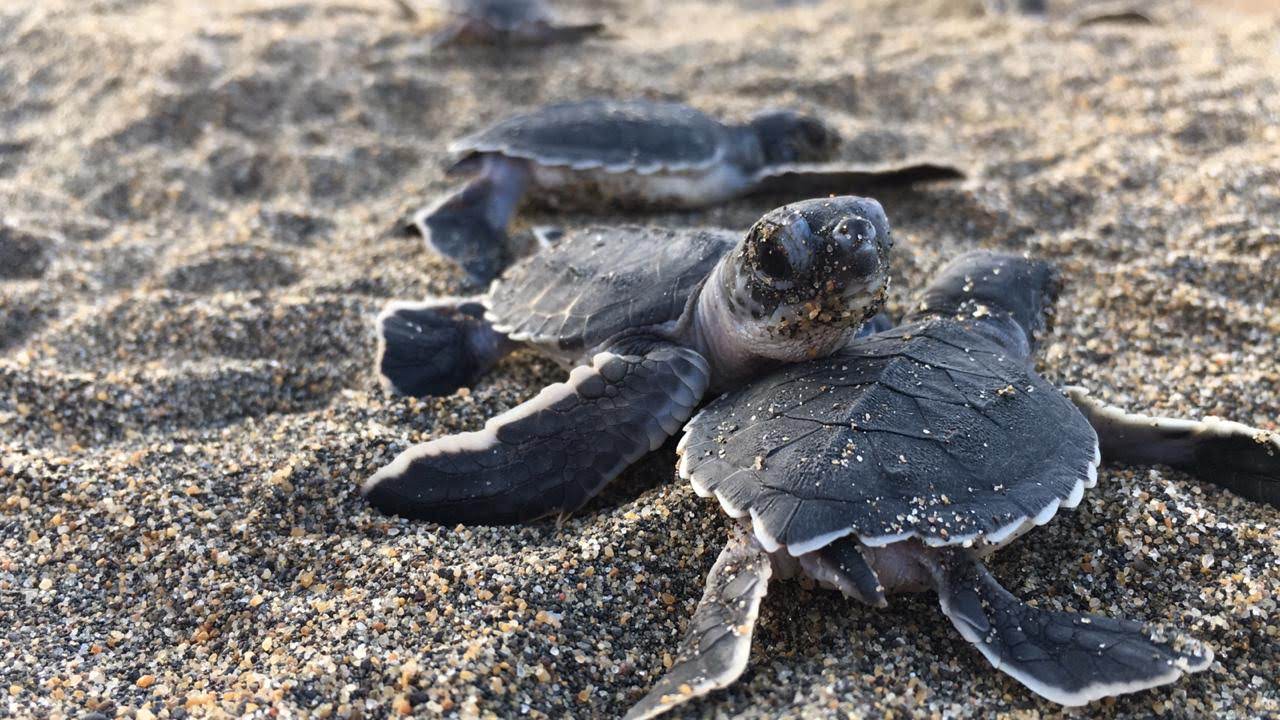 Liberan 32 tortugas marinas en costas de Veracruz y Boca del Río durante temporada de anidación