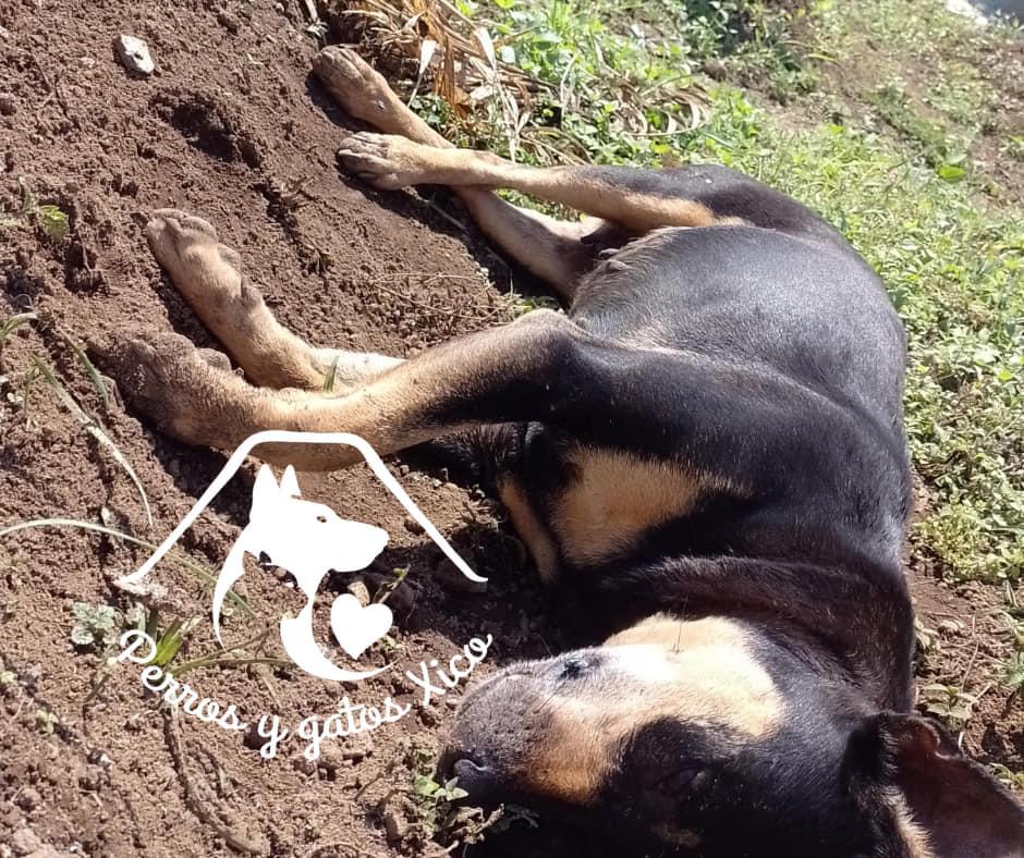 Tlacuaches y pájaros mueren tras el envenenamiento de 20 perros en Xico