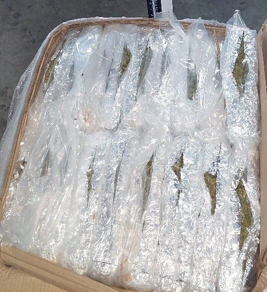 Guardia Nacional asegura 900 kilos de marihuana en empresa de paquetería en Cotaxtla