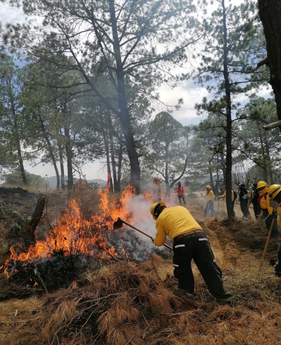 Liquidan incendios forestales en Perote con daño a 2 hectáreas
