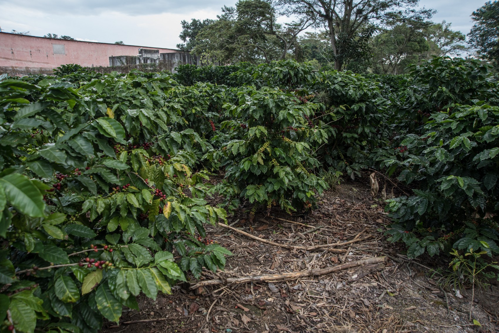 En Veracruz la roya está bajo control y no representa riesgo alguno para el café: Cafecol
