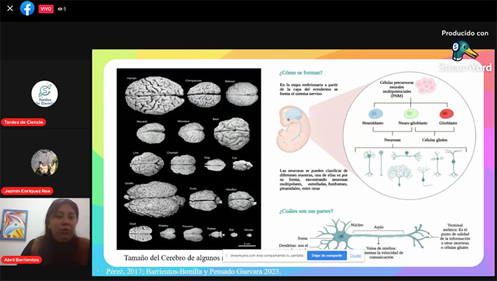 El cerebro es más que neuronas: estudiante UV