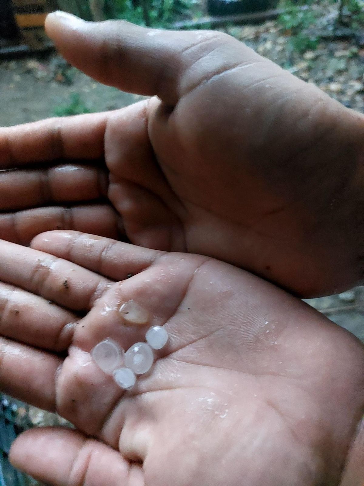 Activan en Totutla el seguro agrícola catastrófico por fuerte granizada